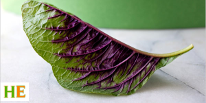 Health benefits of amaranth leaves