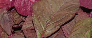 Health benefits of red amaranth leaves