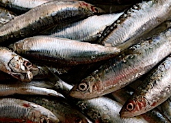 Health benefits of sardines 3