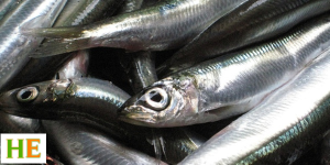 Health benefits of sardines