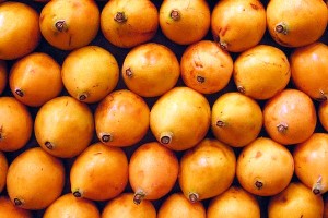 Loquat Fruit