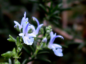 Health Benefits of Rosemary