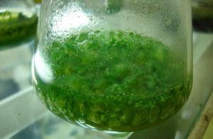Health Benefits of Blue Green Algae