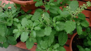 Health Benefits of Holy Basil