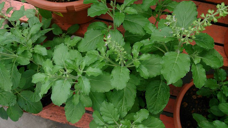 10-health-benefits-of-holy-basil-health-benefits