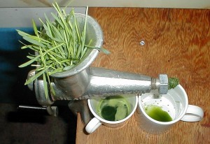 wheatgrass