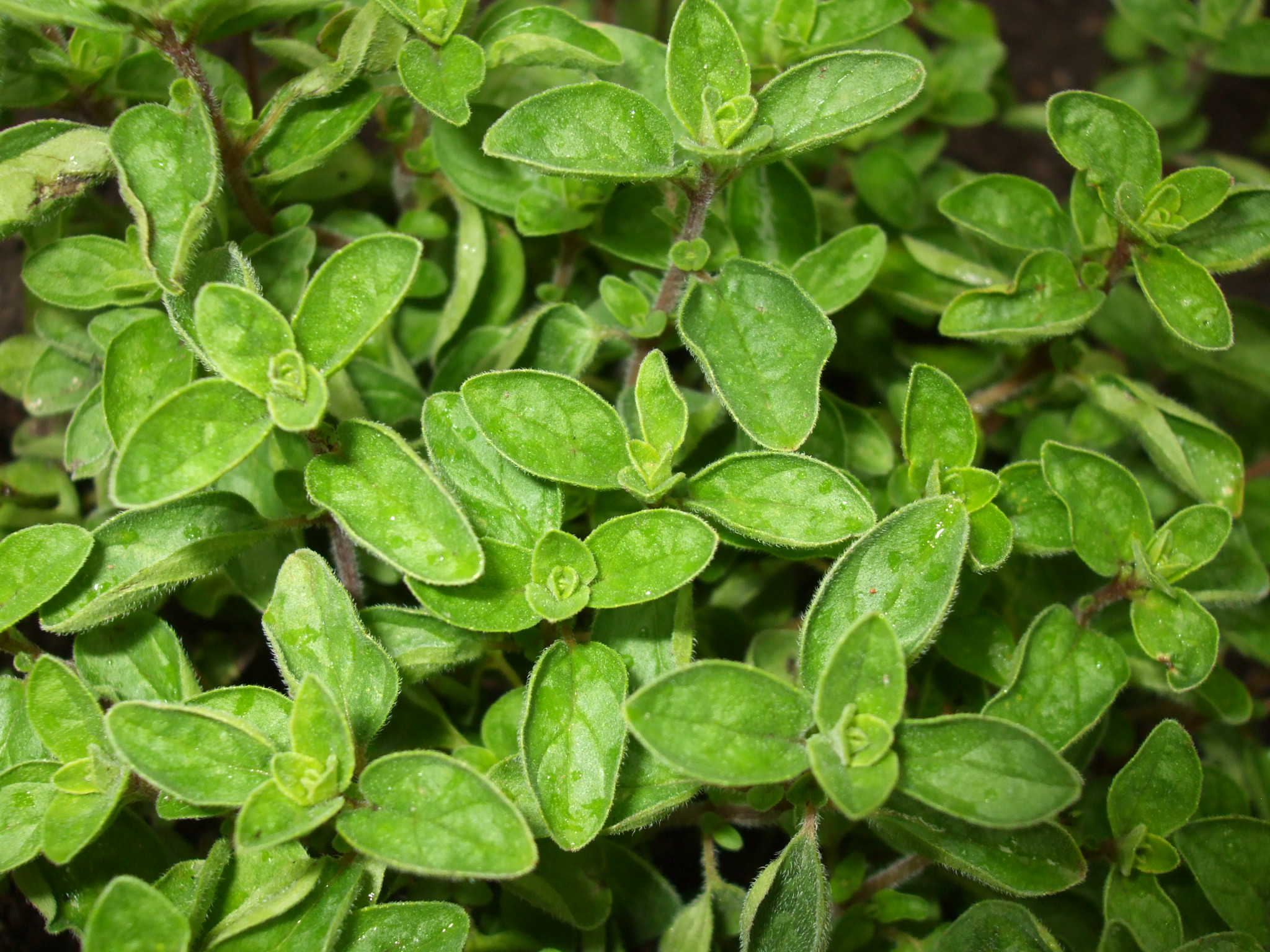 Oregano | Healing Herbs And Spices To Grow In Your Garden
