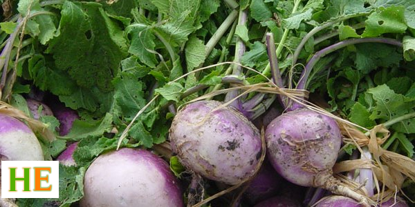 Health Benefits of Eating Turnip Greens